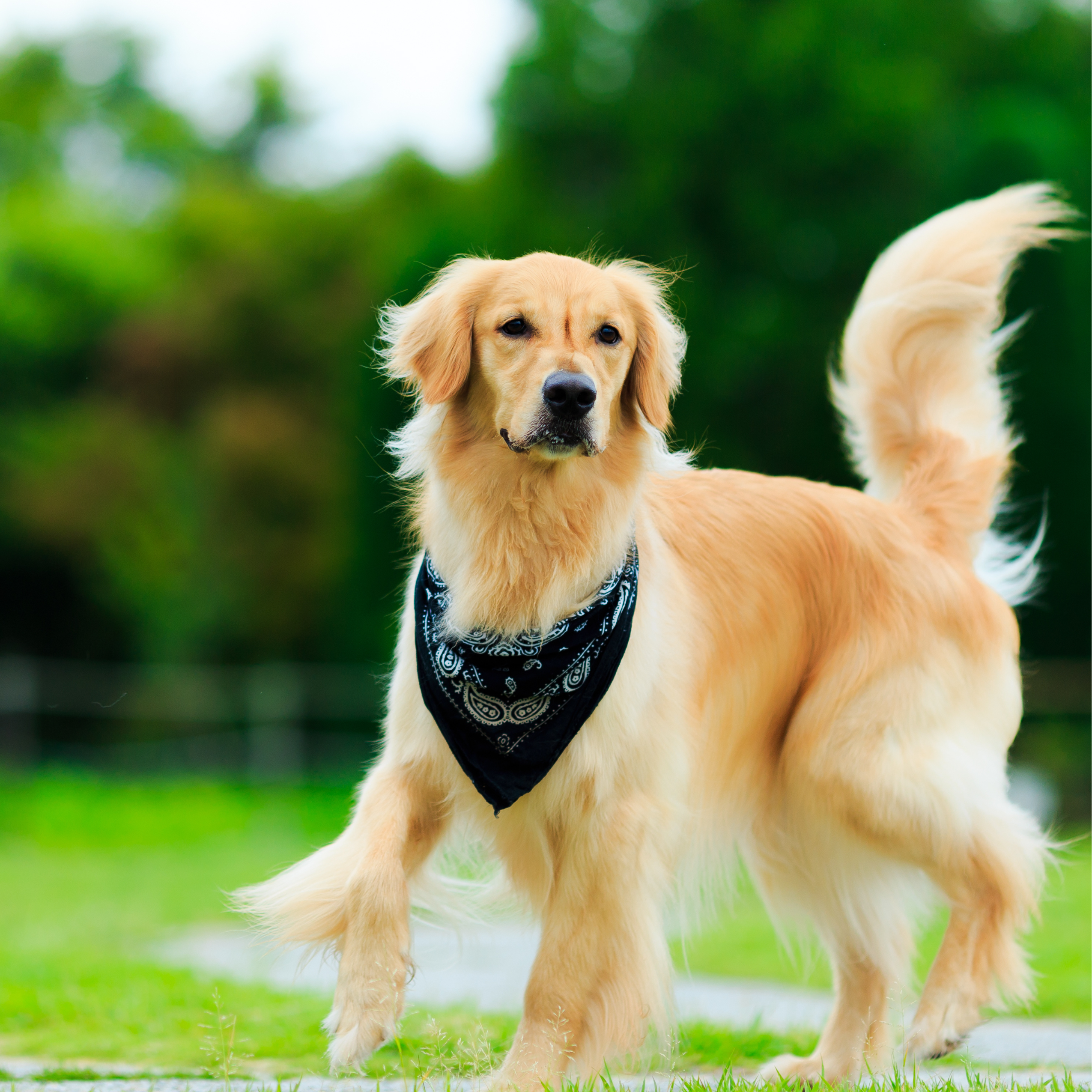 beautiful dog standing in nature with a scarf in her neck, blog post